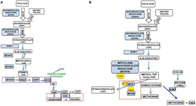 Frontiers | The Folate Cycle As A Cause Of Natural Killer Cell ...